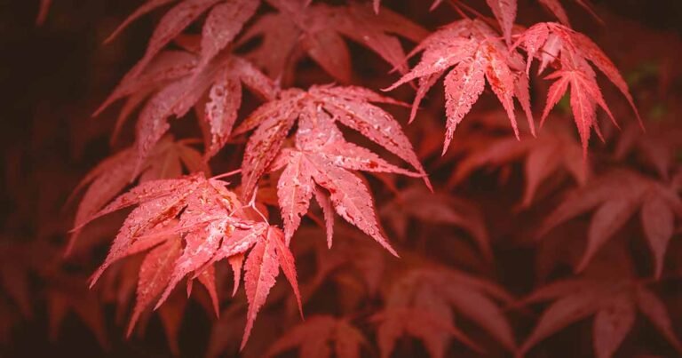 11 of the Best Red Japanese Maples for Your Garden