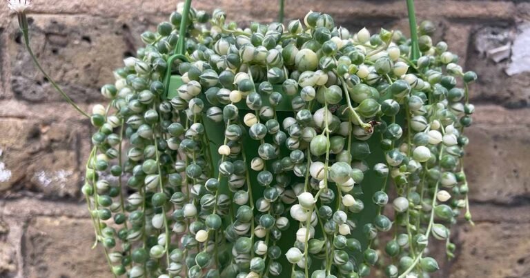 35 of the Best Hanging and Trailing Succulents and Cacti