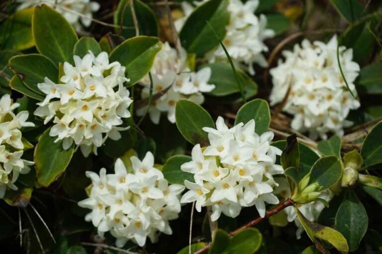 21 Stunning Flowers to Plant this Winter for a Colorful Garden