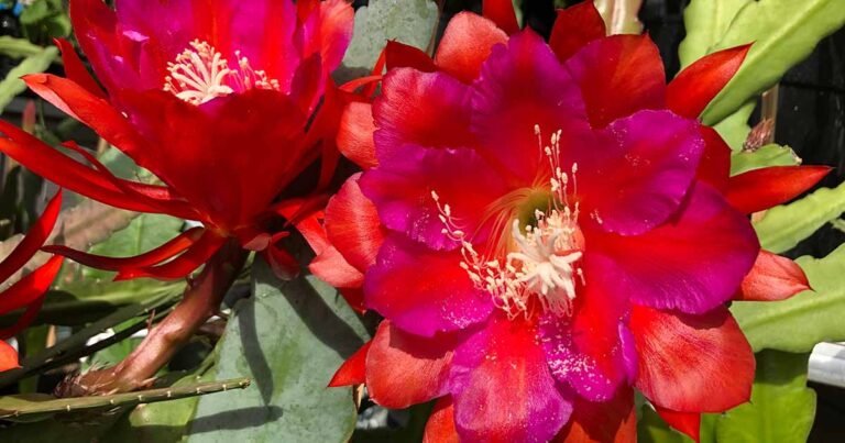23 of the Most Fabulous Types of Epiphyllums to Grow at Home