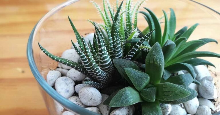 How to Grow and Care for Haworthia