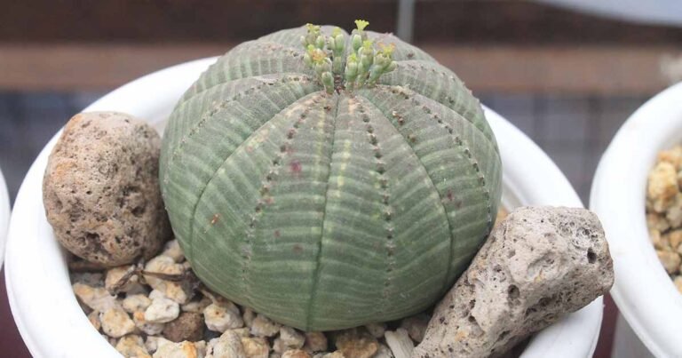How to Grow Baseball Plant (Euphorbia obesa)