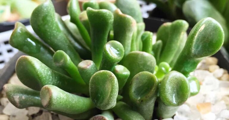 How to Grow and Care for Crassula ‘Gollum’ (E.T. Fingers)