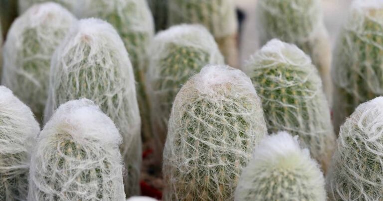 Learn How to Grow and Care for Old Man Cactus