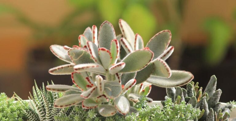 How to Grow and Care for Panda Plants