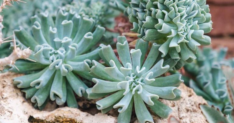 Learn How to Grow Topsy Turvy Echeveria