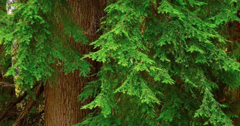 How to Grow and Care for Western Red Cedar (Thuja plicata)