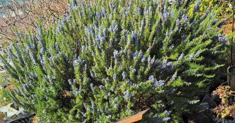 How to Winterize Your Herb Garden