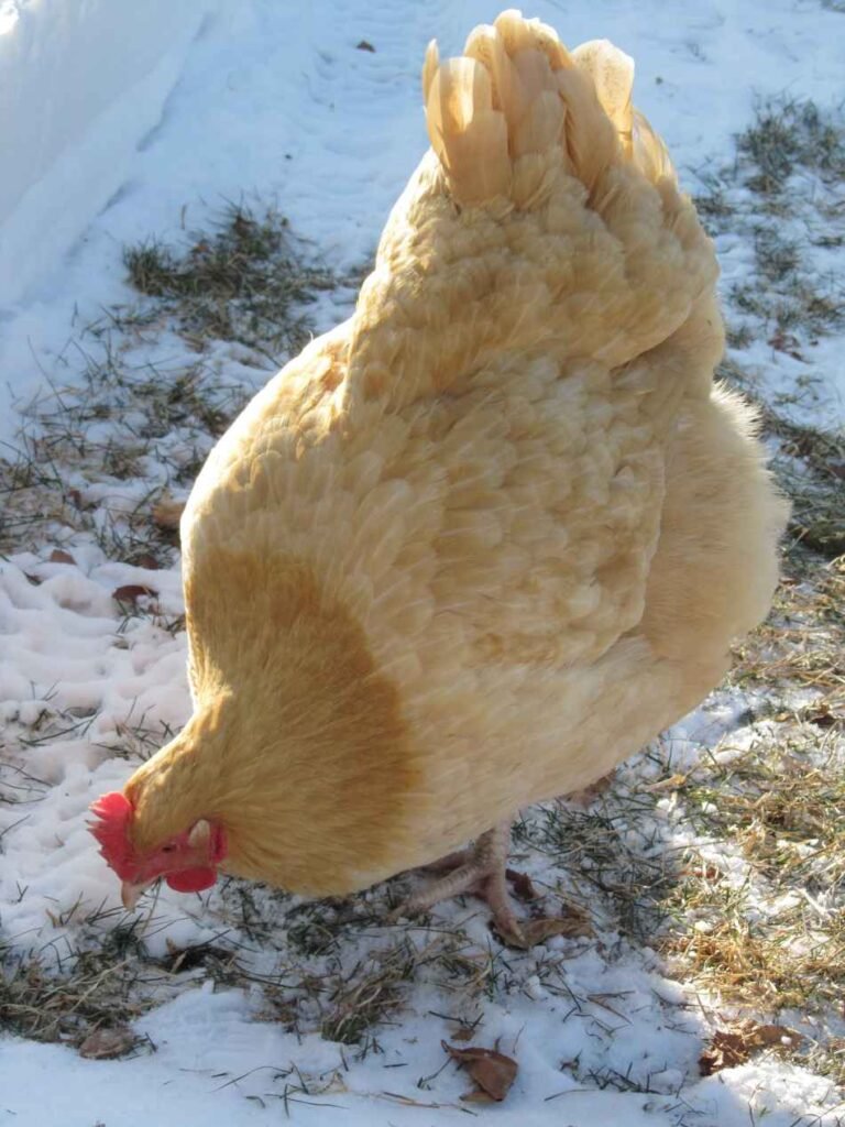 19 Cold Hardy Chicken Breeds that Tolerant Winter