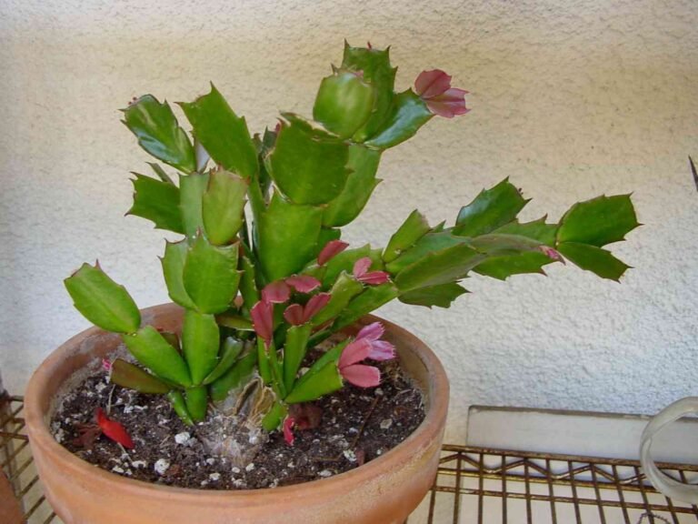 How to Make a Christmas Cactus Bloom?