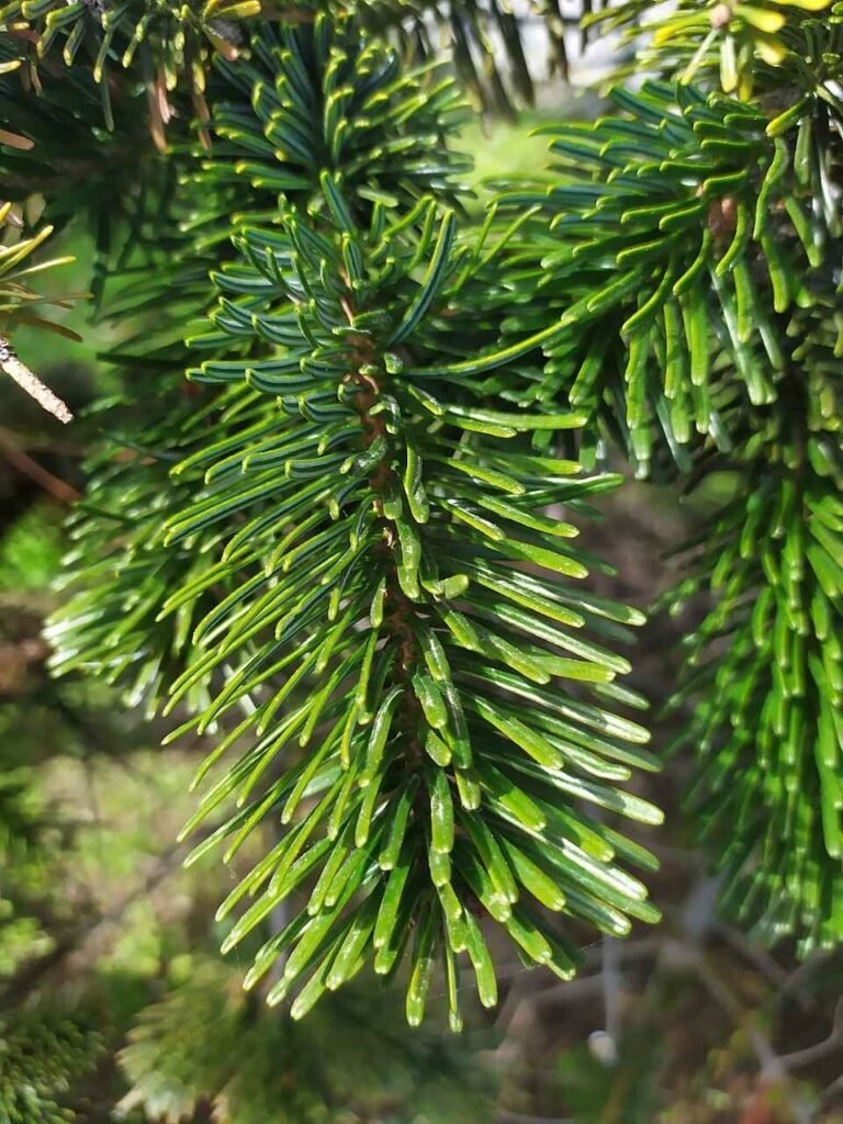How Long Does Christmas Tree Last – 9 Longest Lasting Trees