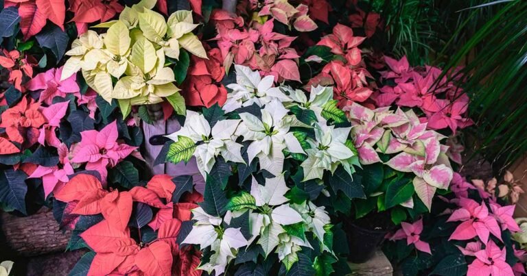35 Favorite Poinsettia Varieties for Your Home