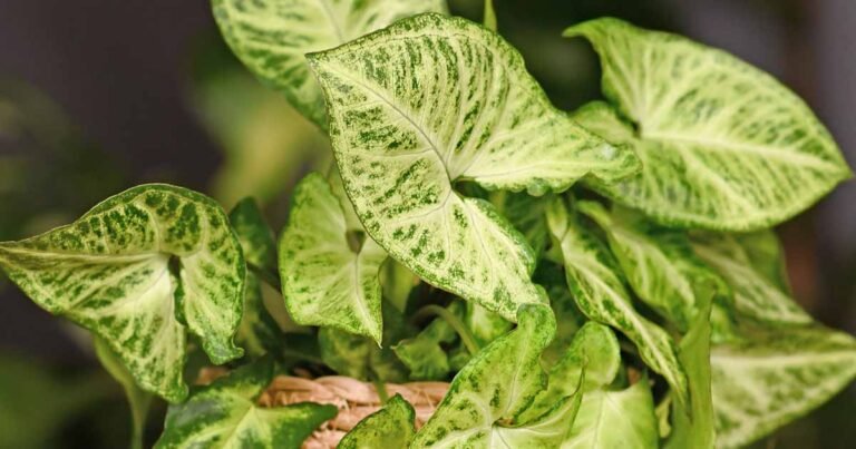 How to Grow and Care for Arrowhead Vine