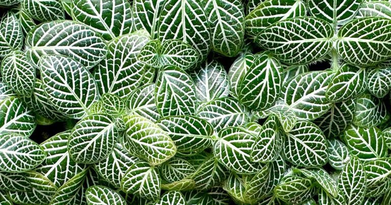 Learn How to Grow Nerve Plants (Fittonia)