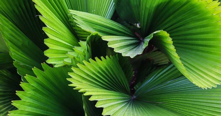 Learn How to Grow Ruffled Fan Palm (Vanuatu Fan Palm)