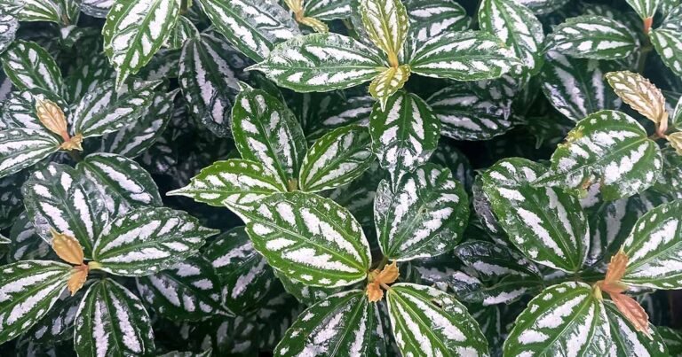 How to Grow and Care for Aluminum Plants (Watermelon Pilea)