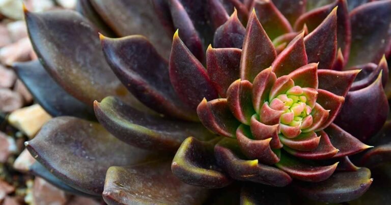 Learn How to Grow Black Prince Echeveria