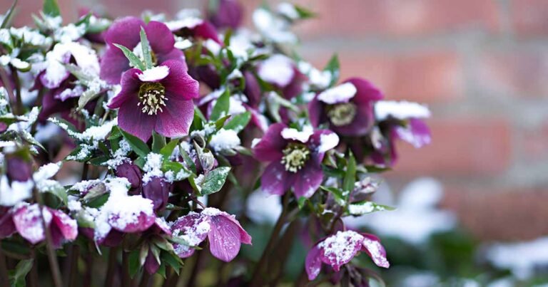 How to Grow Hellebores, the Winter-to-Spring Sensation