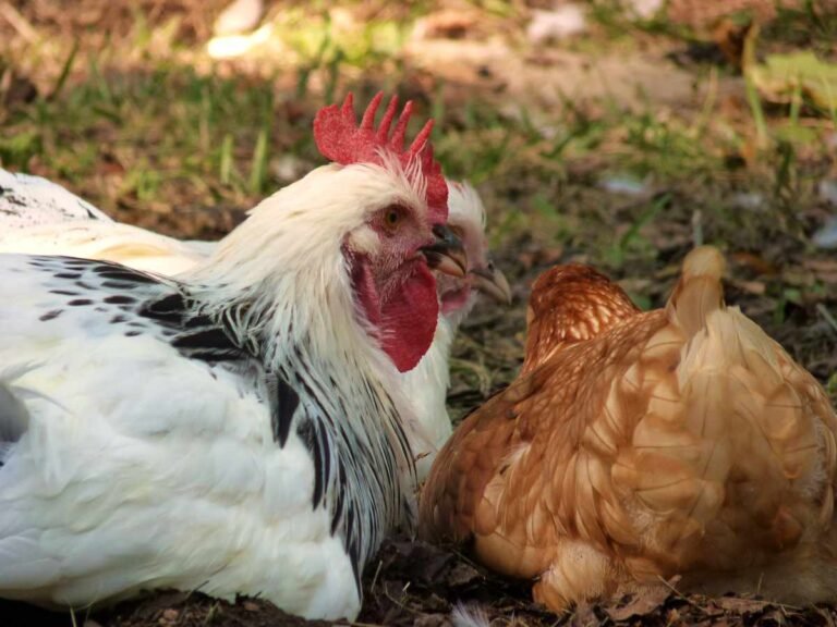 How to Care for Chickens in the Winter?