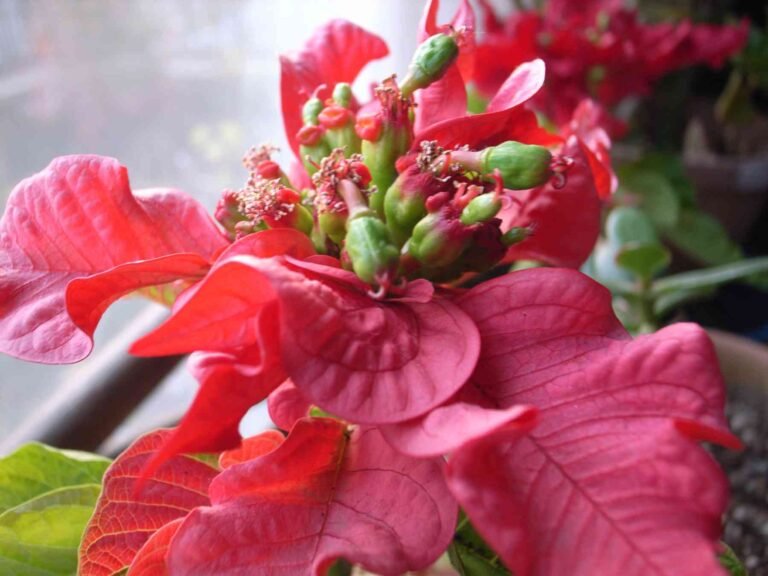 How to Make Poinsettias Bloom?