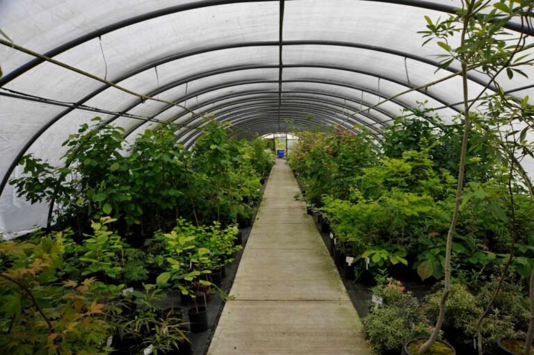 How to Keep a Greenhouse Warm in Winter?