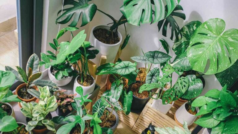 Top 10 Highest Oxygen Producing Indoor Plants