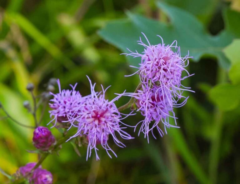 17 Longest Flowering Perennials that Bloom in Spring, Summer and Fall