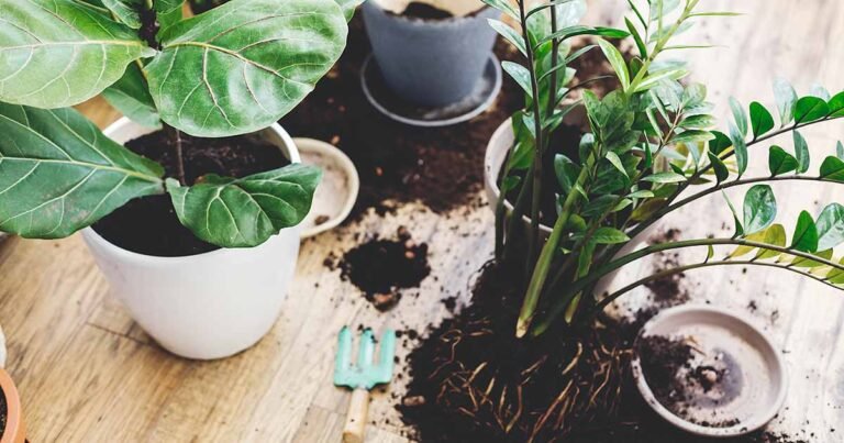 How to Select the Best Houseplant Potting Soil and Containers