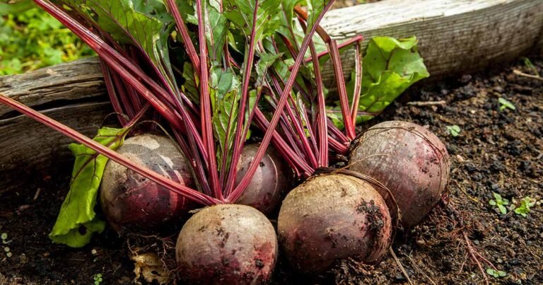 How Large Do Beet Roots and Greens Grow?
