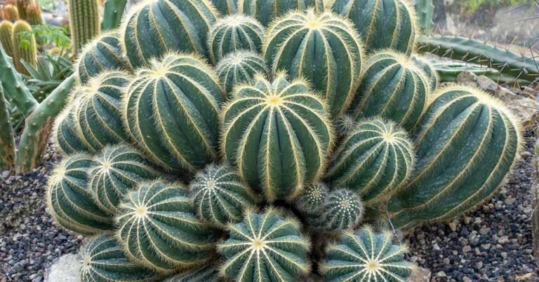 How to Grow and Care for Balloon Cactus