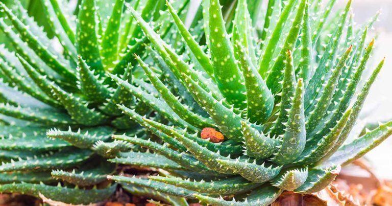 Learn How to Grow Crosby’s Prolific Aloe