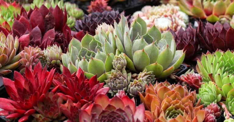 How to Care for Sempervivum Plants
