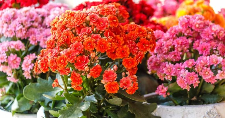 How to Grow and Care for Kalanchoe