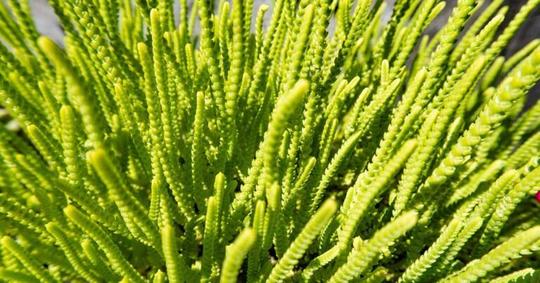 Learn How to Grow Watch Chain Crassula