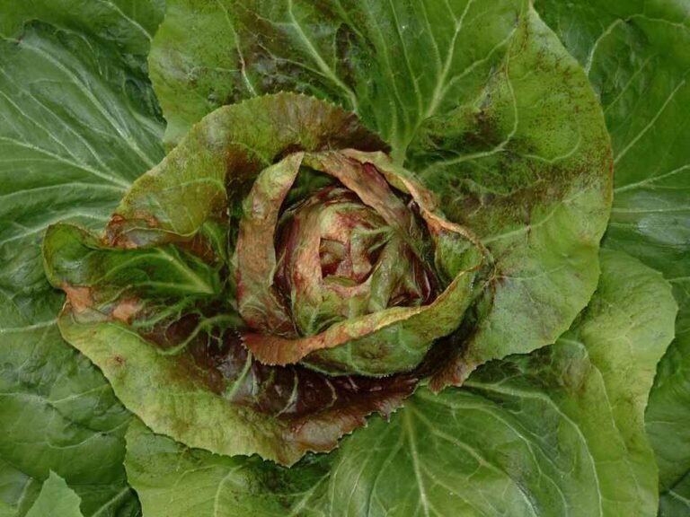 19 Vegetable Seeds to Plant in February