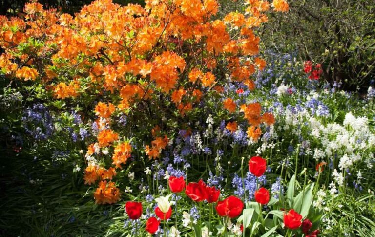 25 Best Flowers to Grow in Spring for Blooming Garden
