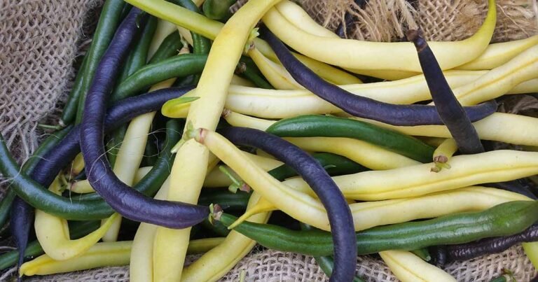 35 of the Best Bush Bean Varieties to Grow at Home