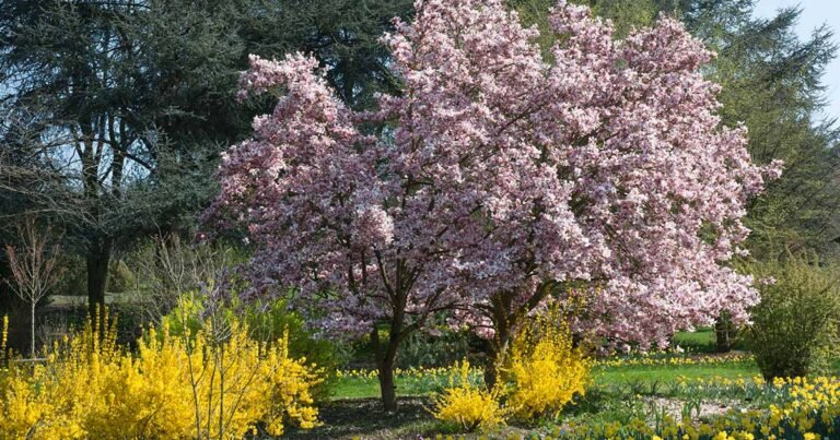 25 of the Best Early Spring Blooming Flowers