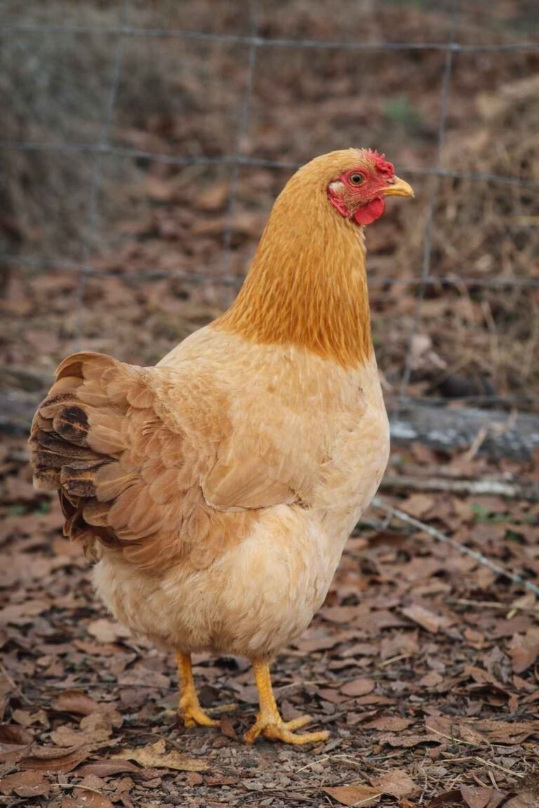5 Best Egg Laying Chickens for Beginners