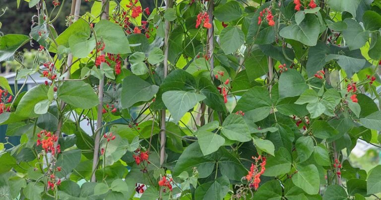 How to Identify and Manage 11 Common Bean Diseases