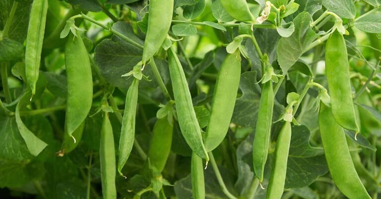How to Identify and Control 15 Common Pea Pests
