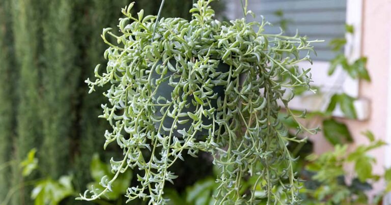 Learn How to Grow and Care for String of Dolphins