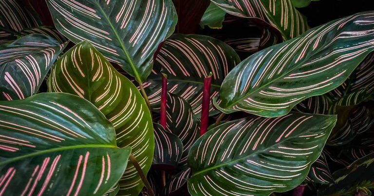 How to Grow and Care for Pinstripe Calathea