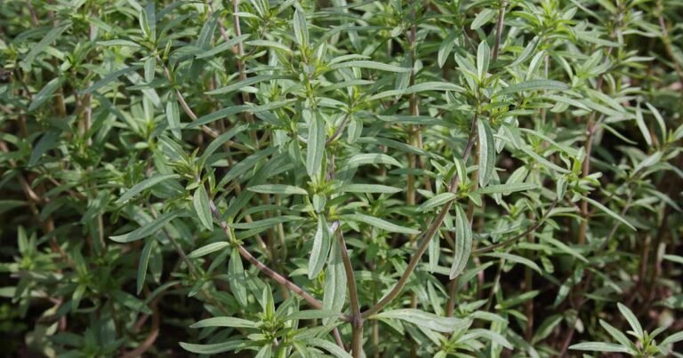 How to Plant and Grow Summer Savory