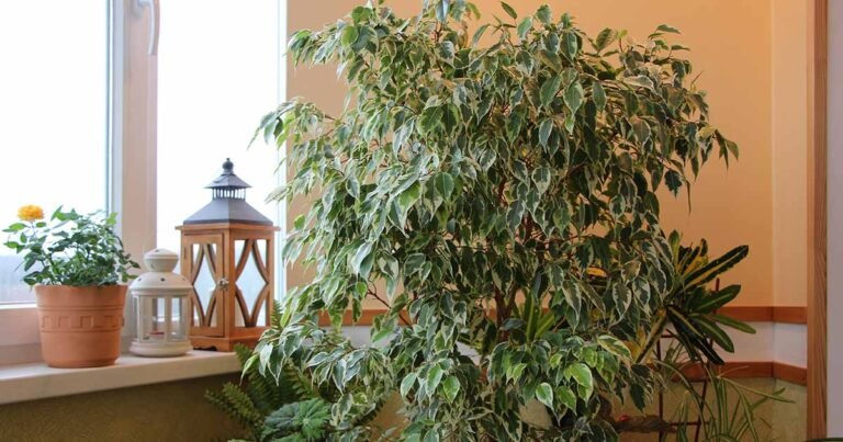 How to Grow and Care for Weeping Fig Plants (Ficus benjamina)