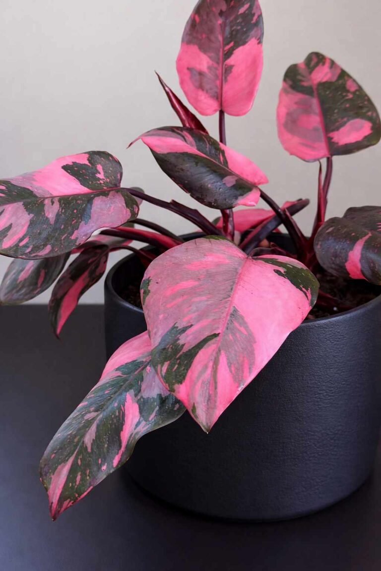 How to Care for Pink Princess Philodendron?