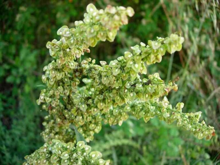 19 Herbs to Plant in Spring – Best Picks for Beginners