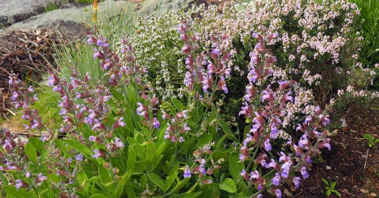 Your Spring Garden Checklist to Start the Season Strong