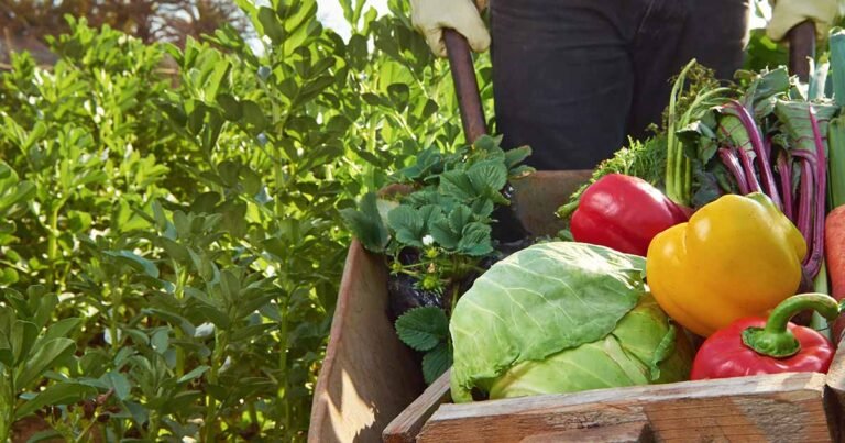 How to Prepare Your Garden for Spring Growing