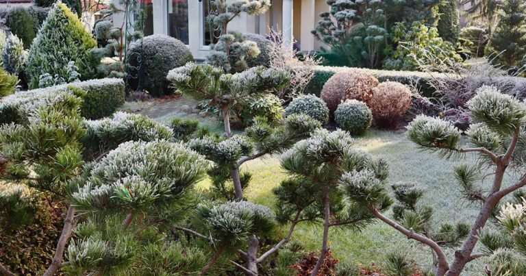 How to Manage Winter Damage in Evergreen Shrubs
